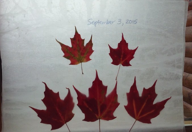 Photo by Jerri Higgins