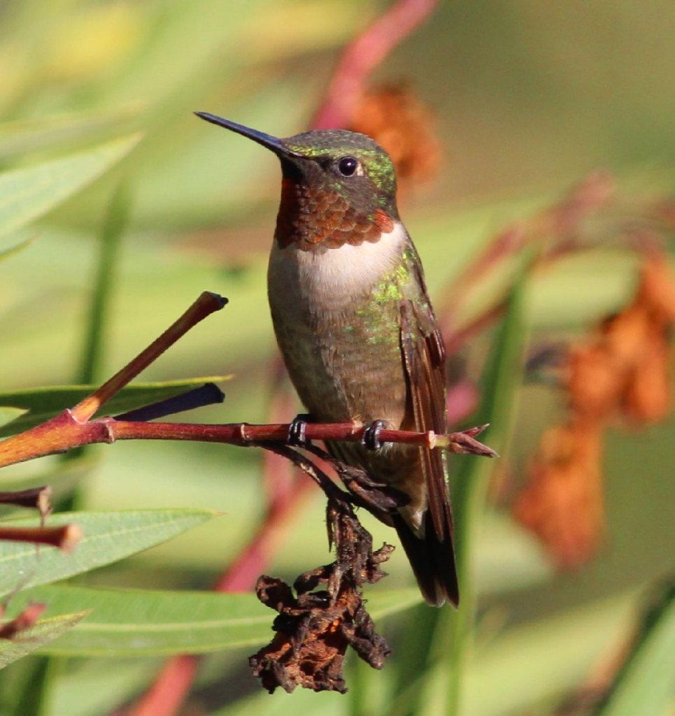 Ruby Throated Hummingbird on branch